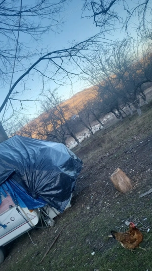 vand cocosi de curte - imagine 2