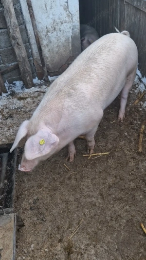 Purcea de vanzare, 150-160kg - imagine 3