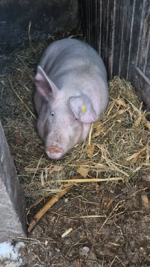 Purcea de vanzare, 150-160kg - imagine 2