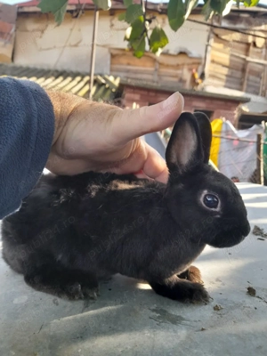 Vând, schimb tineret U.G.Galben, Uriaș de Transilvania, Fluture German, Albastru Vienez, Cap de Leu