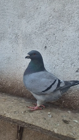 Porumbei Americani agh - imagine 5