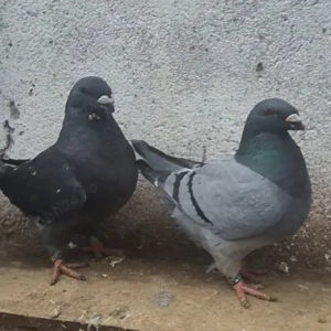 Porumbei Americani agh