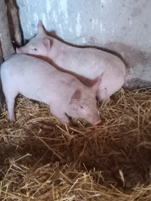 vînd purcei înțârcați