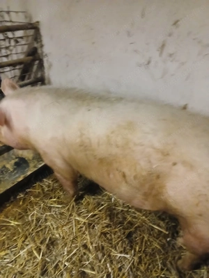 Vând scroafă pentru sacrificat  - imagine 2