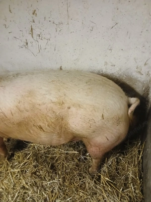 Vând scroafă pentru sacrificat  - imagine 4