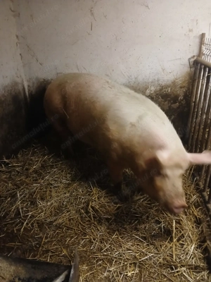 Vând scroafă pentru sacrificat 