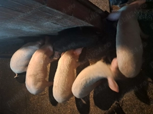 Vand soldani de 15 săptămâni 