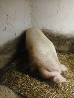 Vând scroafă pentru sacrificat  - imagine 3