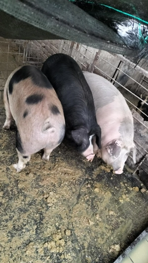 Porci de vânzare  - imagine 2