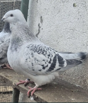 Porumbei standard  - imagine 3