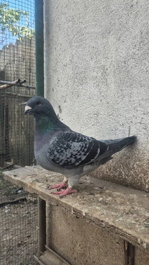 Porumbei standard  - imagine 4