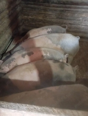 purcei de vânzare  - imagine 3