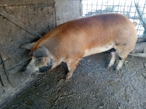 Vand scroafa duroc - imagine 2