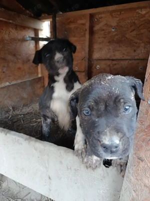 Caine presa canario pui - imagine 2