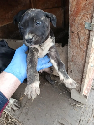 Caine presa canario pui - imagine 5