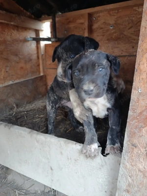 Caine presa canario pui - imagine 3