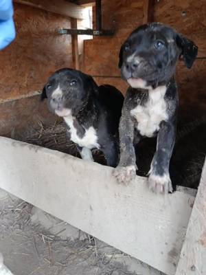 Caine presa canario pui - imagine 4