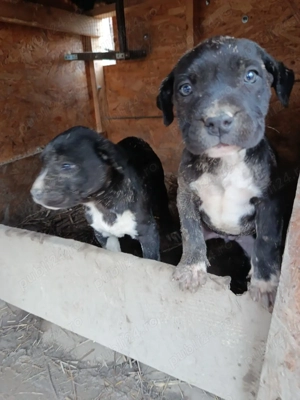 Caine presa canario pui