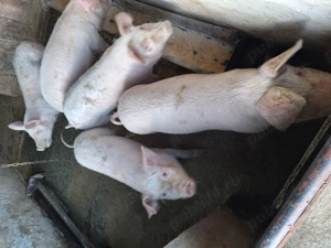 Vind grasuni  - imagine 2