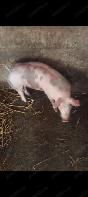 Scrofiță Pietrain Belgian,50 kg,pt reproducție  - imagine 4