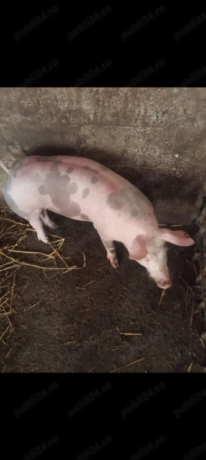 Scrofiță Pietrain Belgian,50 kg,pt reproducție  - imagine 3