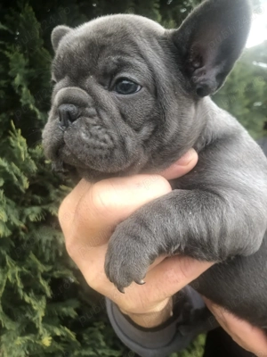 Vând 2 masculi bulldog francez, 6 saptamani - imagine 2
