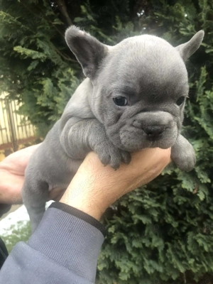 Vând 2 masculi bulldog francez, 6 saptamani - imagine 3