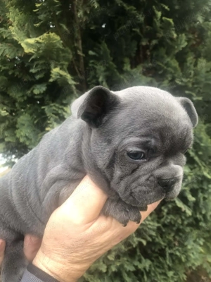 Vând 2 masculi bulldog francez, 6 saptamani - imagine 5