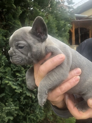 Vând 2 masculi bulldog francez, 6 saptamani - imagine 4