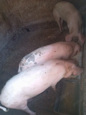  3 au mai rămas ultimul preț 700 bucata soldani la 60-70 de kg,sunt purcele,700 de lei buc - imagine 2