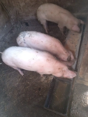  3 au mai rămas ultimul preț 700 bucata soldani la 60-70 de kg,sunt purcele,700 de lei buc - imagine 3