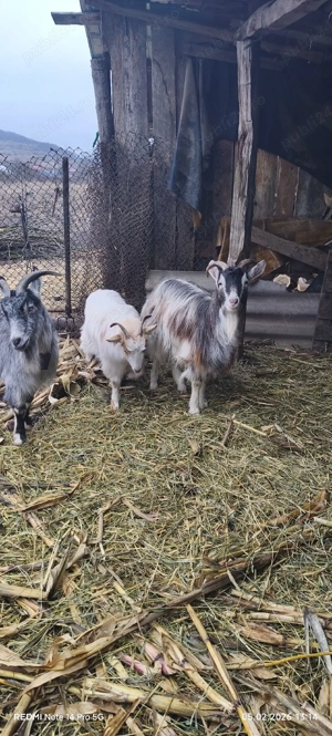 vând capre  - imagine 4