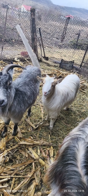 vând capre  - imagine 5