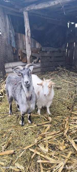 vând capre  - imagine 3