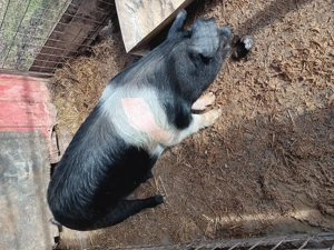 Vând scrofita metis bazna cu duroc - imagine 2