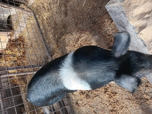 Vând scrofita metis bazna cu duroc - imagine 3