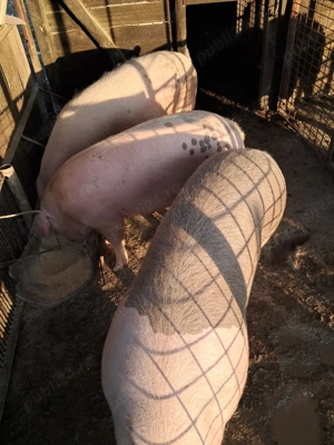 Pt.sacrificat - imagine 4