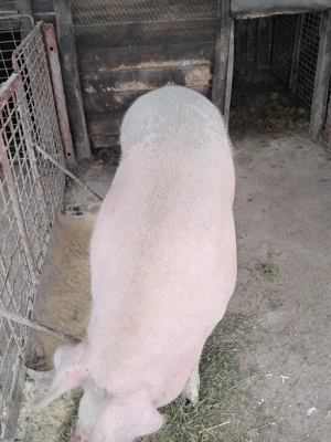 Pt.sacrificat - imagine 2