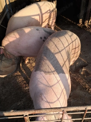 Pt.sacrificat - imagine 3