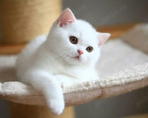 British shorthair white