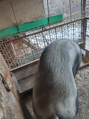 Porci de Vinzare - imagine 3