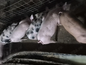 Vând purcei  - imagine 3