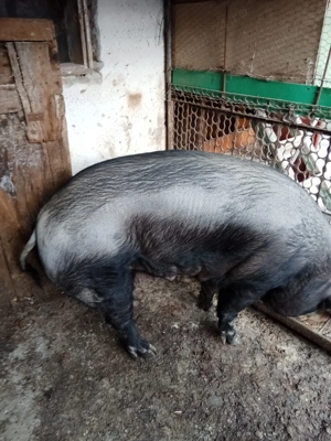 Porci de Vinzare - imagine 2