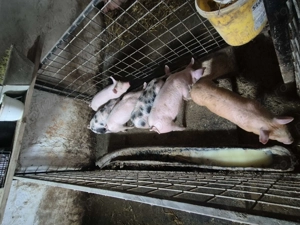 Vând purcei  - imagine 2