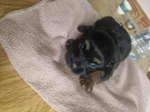 Bishon havanez negru 