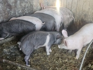 vând 7 purcei de 13 săptămâni rasa de carne 25 kg