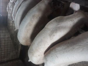 Porci de carne 9 lei kg 