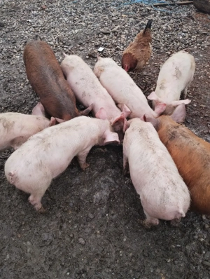 Purcei de. 10 săptămâni  - imagine 4