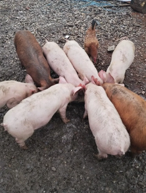 Purcei de. 10 săptămâni 