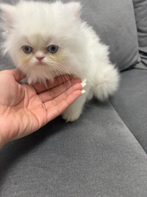 Puiuti de Pisica Persana 